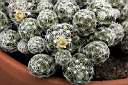 MAMMILLARIA GRACILIS_FIORI.jpg